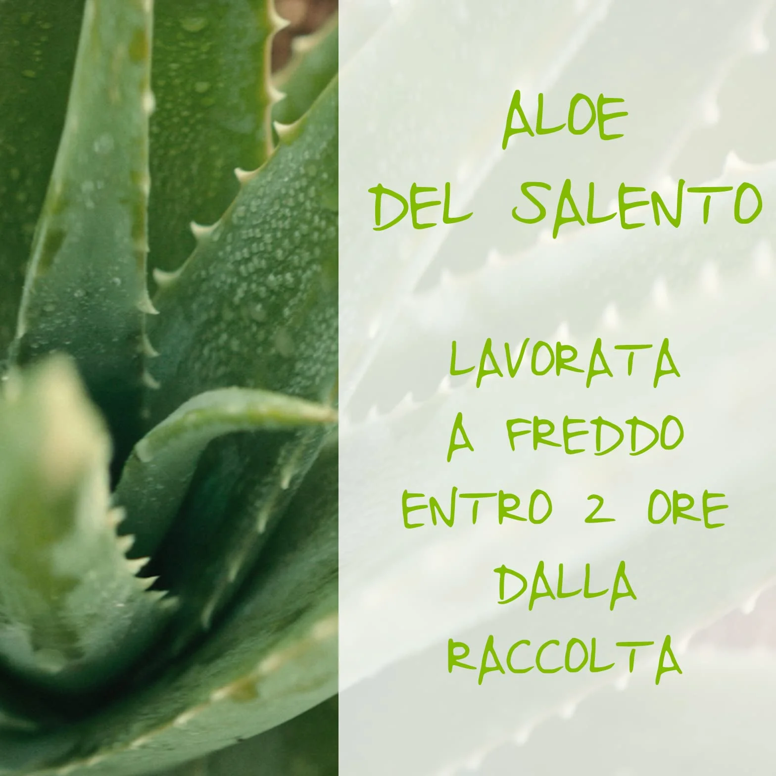 Omia, Doposole Latte Lenitivo con Aloe Vera del Salento, Azione Idratante e Nutriente, Effetto Riparatore, con Olio di Argan, Macadamia e Burro di Karité, Dermatologicamente Testato, Flacone da 200 ml