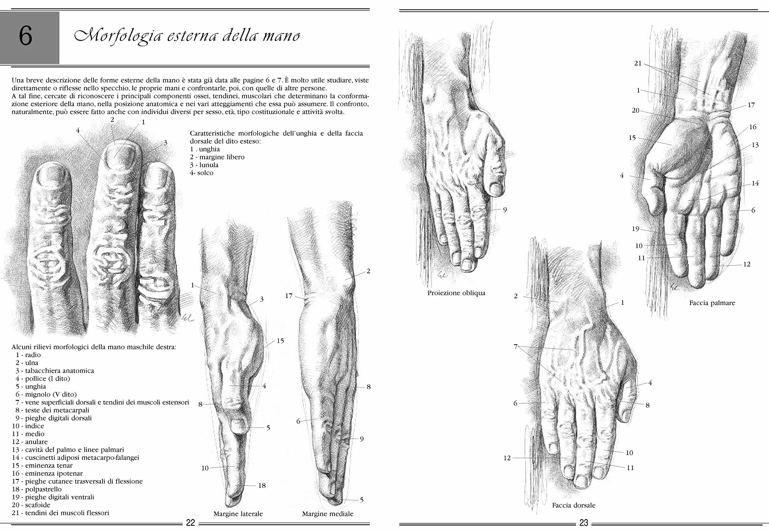 La mano e il piede