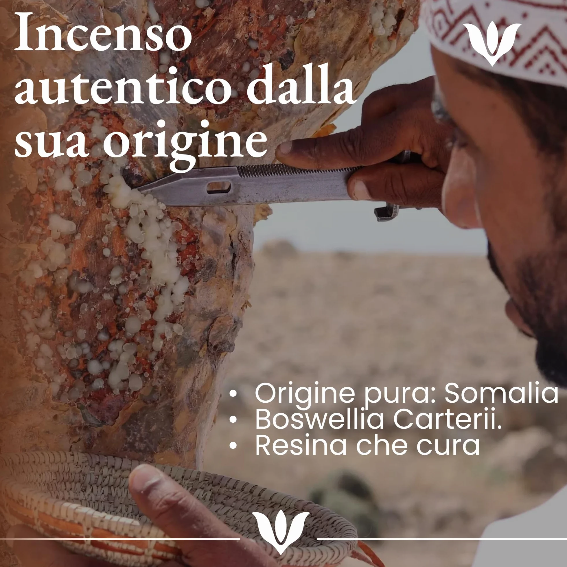 Olio Essenziale Incenso Puro 100% 10ml Naturale Distillato a Vapore per Viso e Diffusore