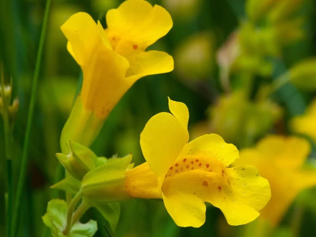 Mimulus Nr. 20 Princeps Fiori di Bach Originali