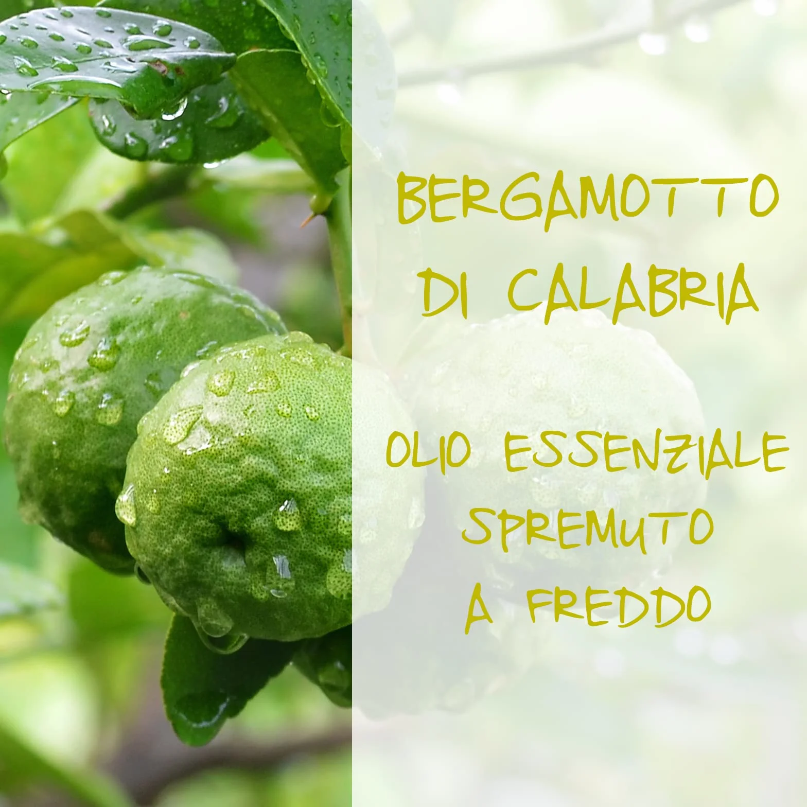 OMIA BAGNO SETA BERGAMOTTO 400 X 4 AMZ ETIC. INTERN