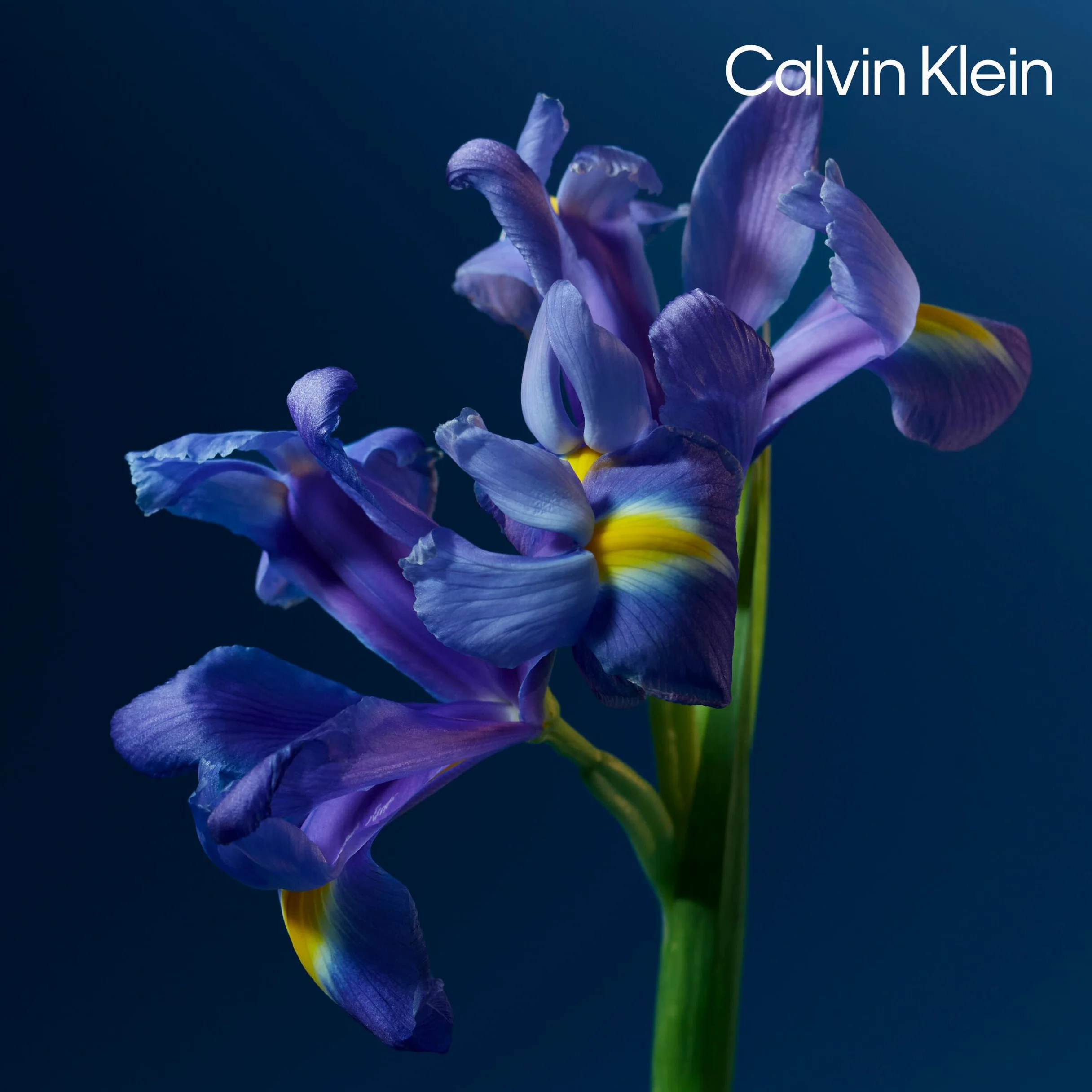 Calvin Klein ck one night essence Parfum Intense