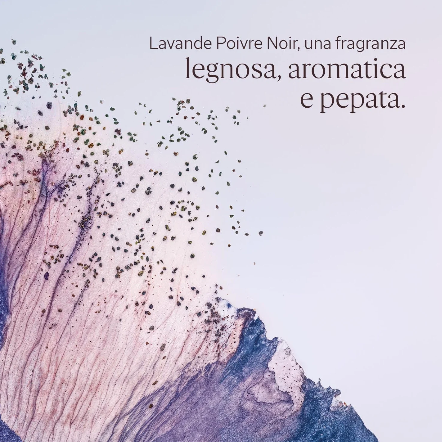 L'OCCITANE - Eau de Toilette Lavande Poivre Noir - 50 ml