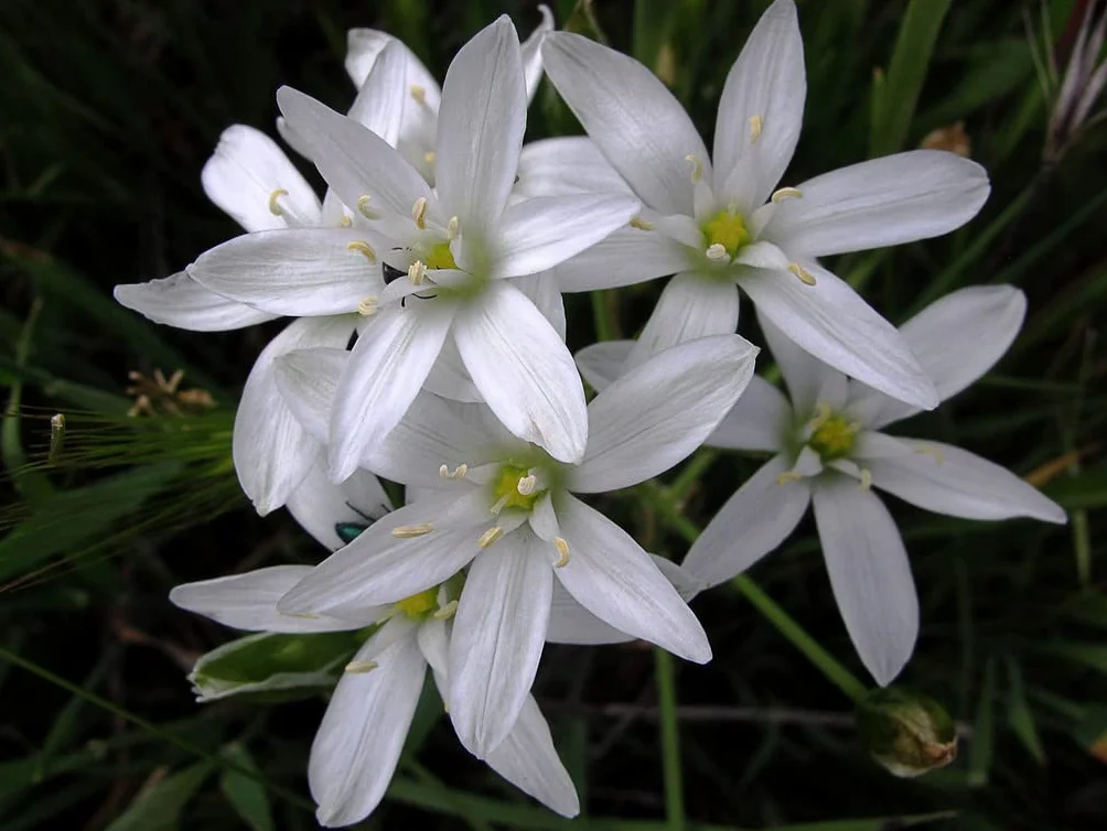 Star of Bethlehem Nr. 29 Princeps Fiori di Bach Originali Gocce