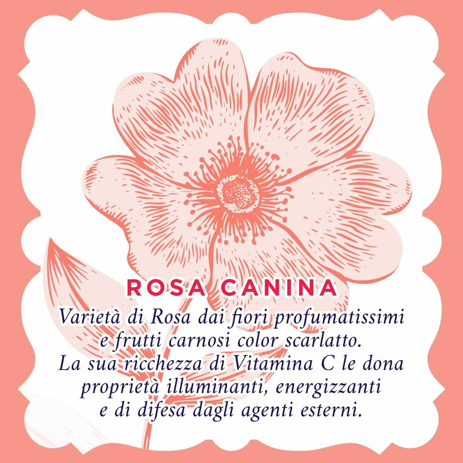 Acqua alle Rose, Gel Lavaviso Illuminante con Vitamina C, Detergente Viso Illuminante per Pelli Spente e Opache, Uso Quotidiano, 200 ml