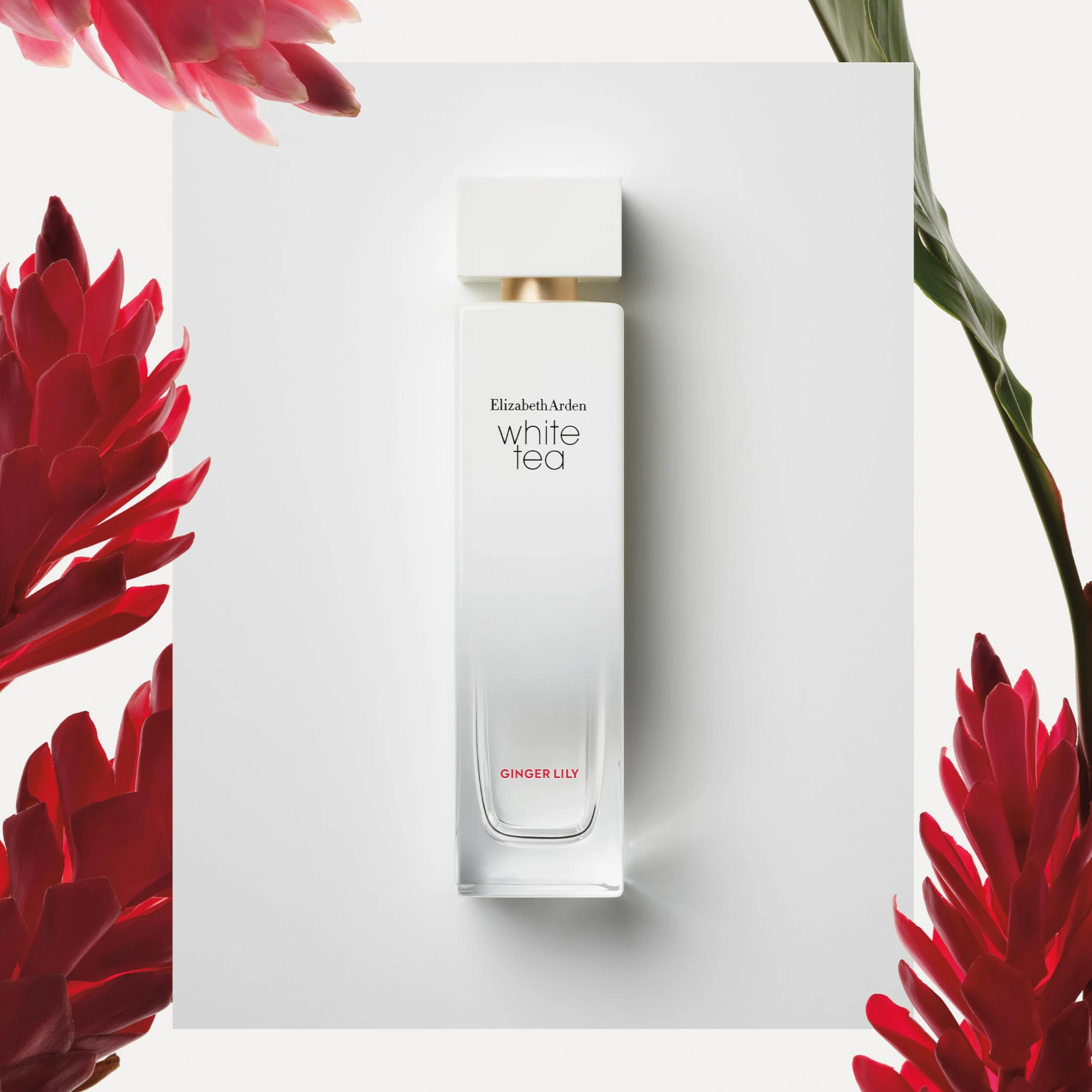 Elizabeth Arden – White Tea Ginger Lily Eau de Toilette Spray: fragranza dolce e floreale con giglio allo zenzero, estratto di tè bianco e legno di Madras, fresca e sensuale, per il benessere, 50 ml
