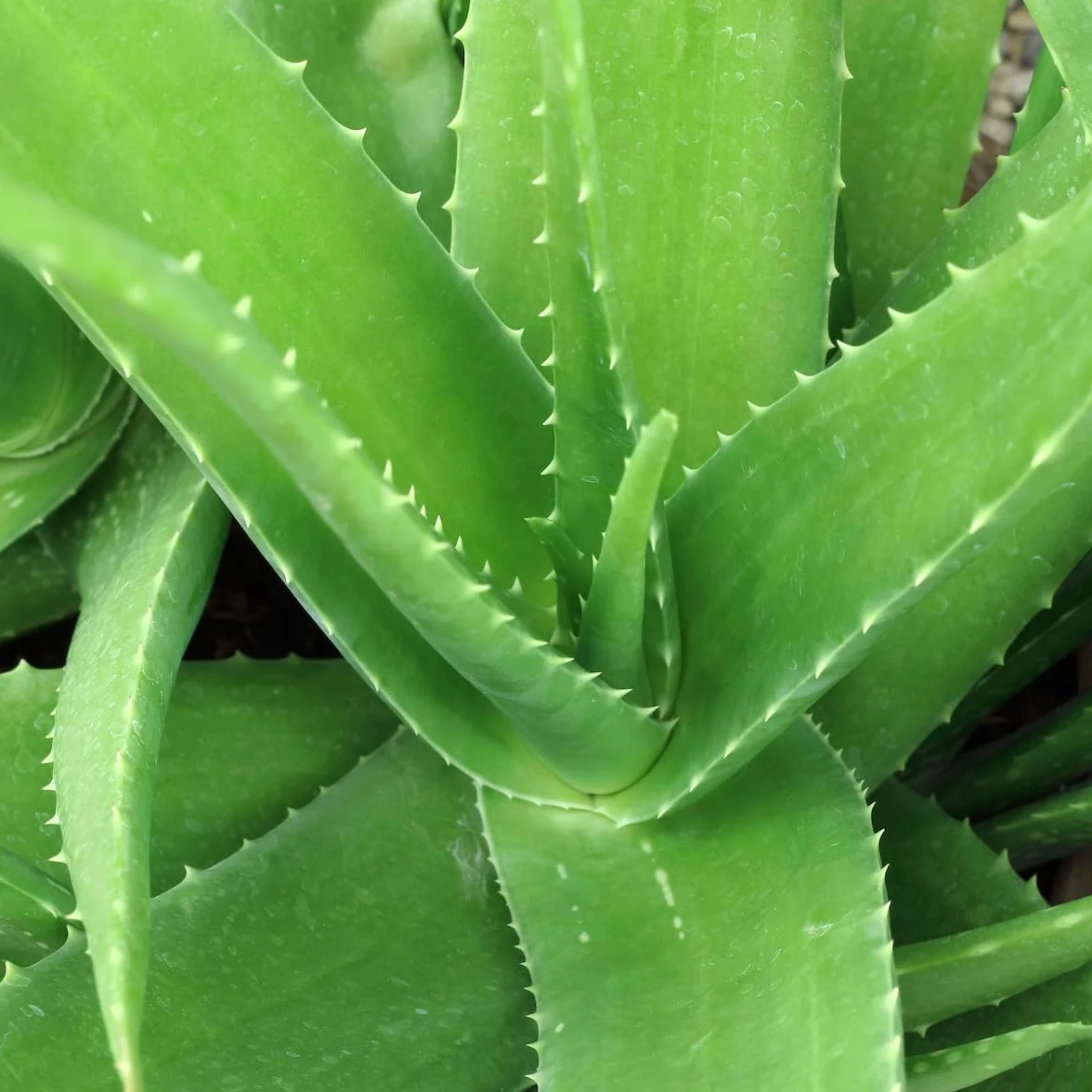 ESI Aloe Vera Gel con Tea Tree Oil e Vitamina E 200 ml